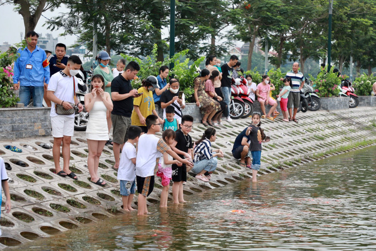 8 tan ca Koi tha xuong Ho Tay thu hut nguoi dan toi vui choi-Hinh-9