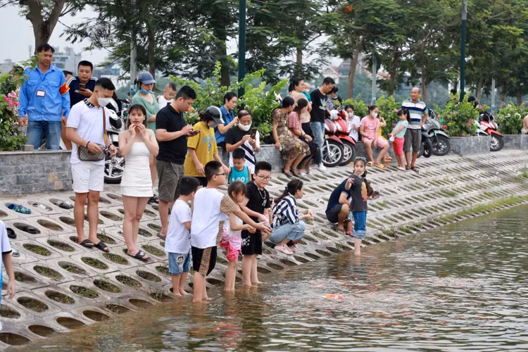 8 tan ca Koi tha xuong Ho Tay thu hut nguoi dan toi vui choi-Hinh-9