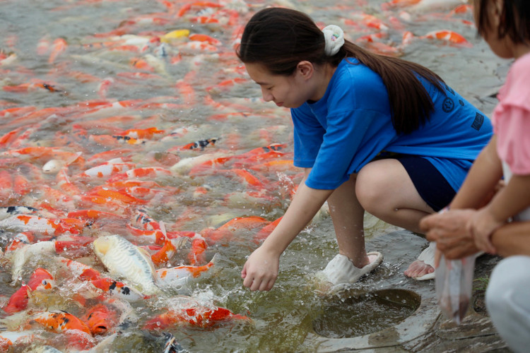 8 tan ca Koi tha xuong Ho Tay thu hut nguoi dan toi vui choi-Hinh-6