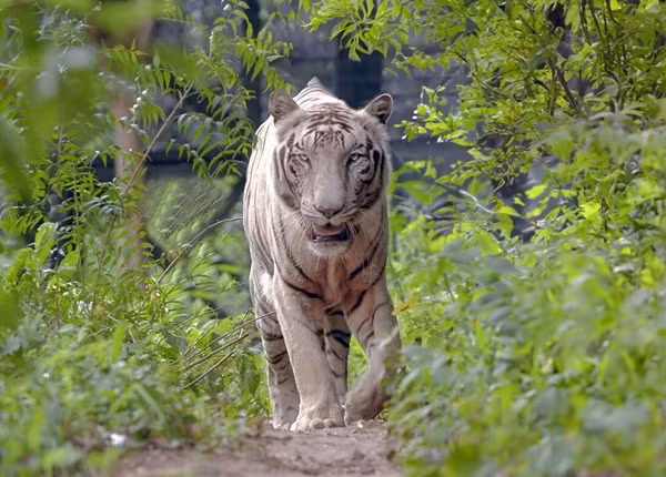 Tan muc ho nhat, loai ho sieu quy hiem may lam moi nhin thay-Hinh-7