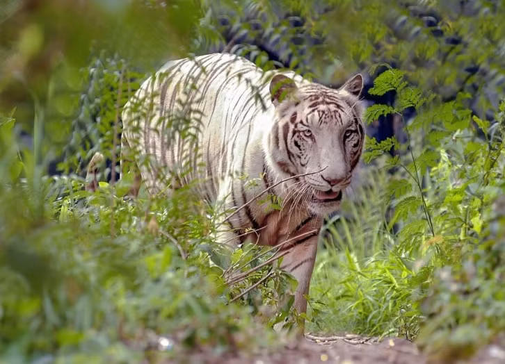 Tan muc ho nhat, loai ho sieu quy hiem may lam moi nhin thay-Hinh-8