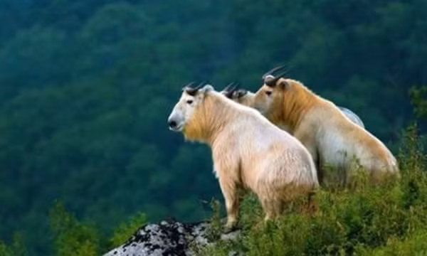 Quai vat than thoai xuat hien, cuc quy hiem gay xon xao-Hinh-6