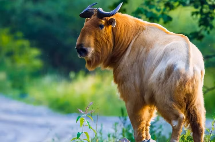 Quai vat than thoai xuat hien, cuc quy hiem gay xon xao-Hinh-10