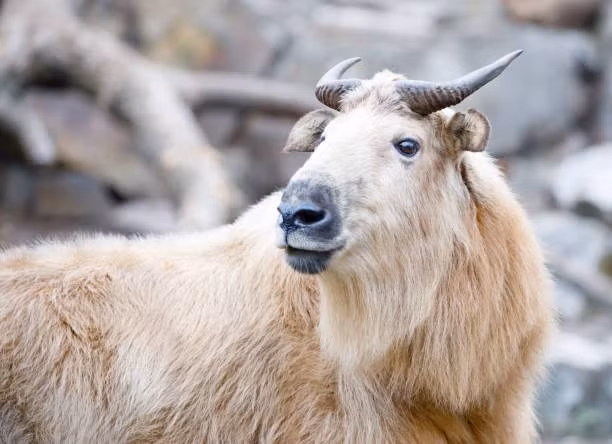 Quai vat than thoai xuat hien, cuc quy hiem gay xon xao-Hinh-4