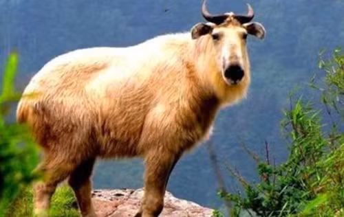 Quai vat than thoai xuat hien, cuc quy hiem gay xon xao-Hinh-8