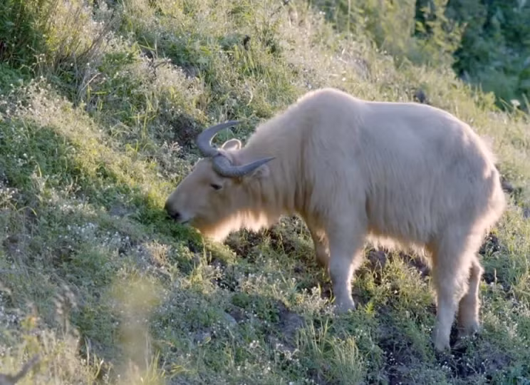 Quai vat than thoai xuat hien, cuc quy hiem gay xon xao