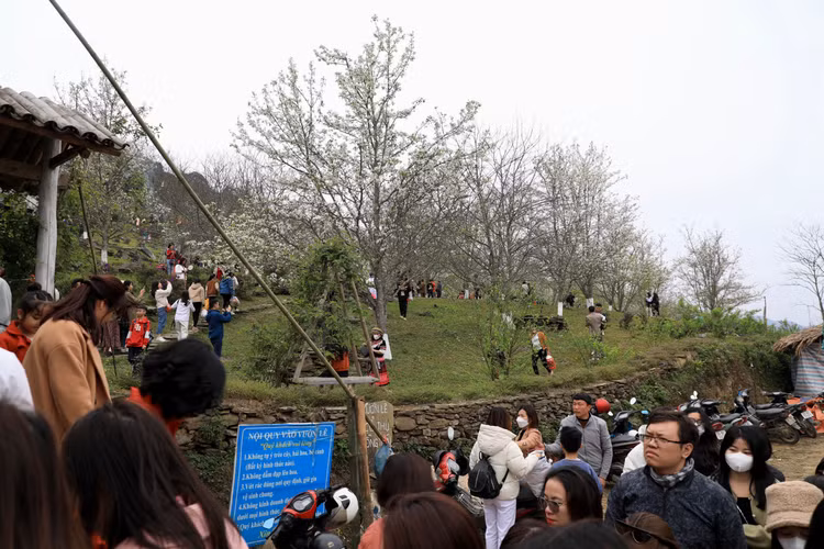 Hang nghin nguoi no nuc check-in tuyen duong hoa le dai nhat Viet Nam