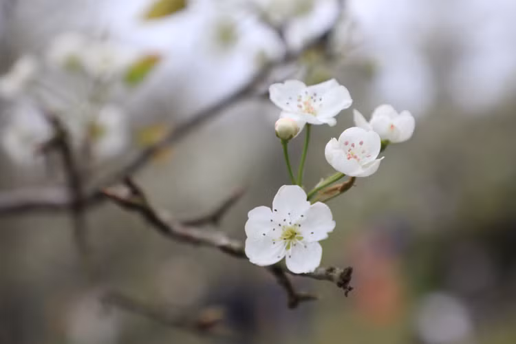 Hang nghin nguoi no nuc check-in tuyen duong hoa le dai nhat Viet Nam-Hinh-6