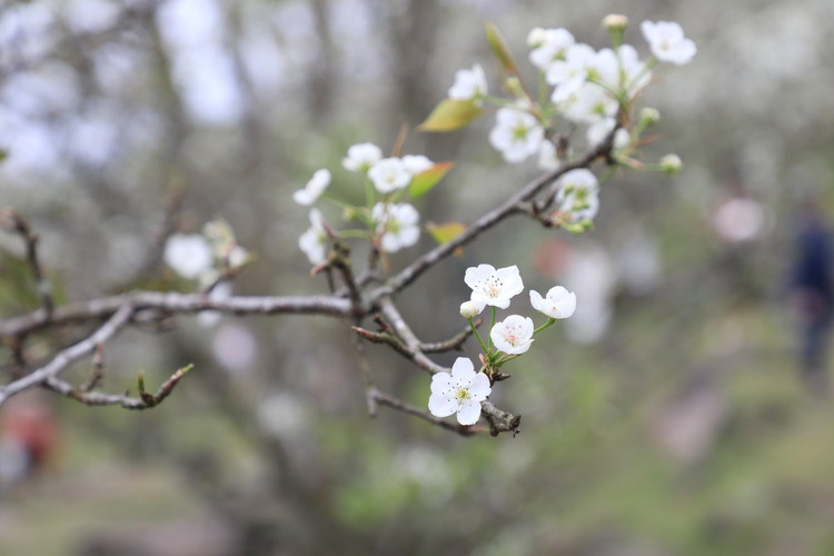 Hang nghin nguoi no nuc check-in tuyen duong hoa le dai nhat Viet Nam-Hinh-5