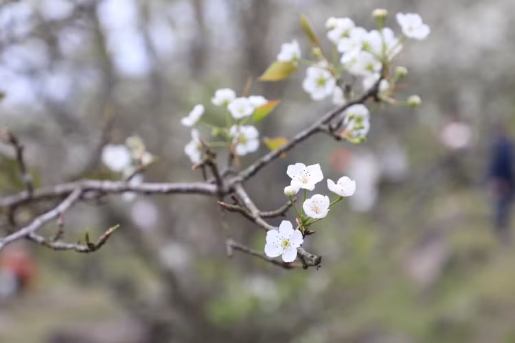 Hang nghin nguoi no nuc check-in tuyen duong hoa le dai nhat Viet Nam-Hinh-5