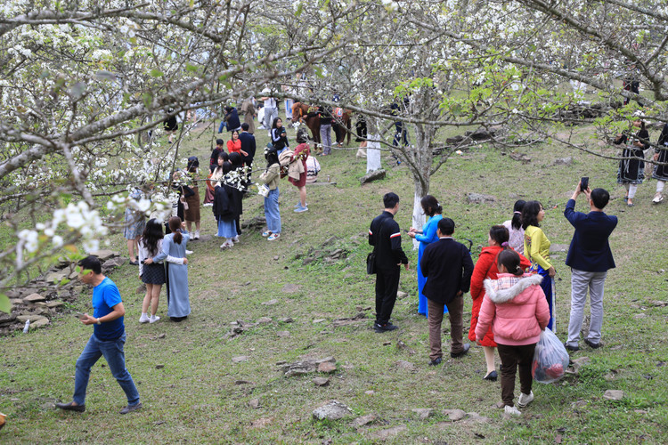 Hang nghin nguoi no nuc check-in tuyen duong hoa le dai nhat Viet Nam-Hinh-4