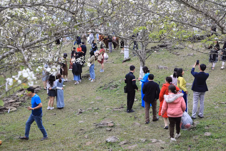 Hang nghin nguoi no nuc check-in tuyen duong hoa le dai nhat Viet Nam-Hinh-4