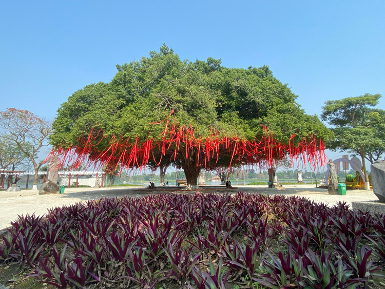 Cay sanh co thu the mam xoi tuyet dep o Hue khoac ao moi