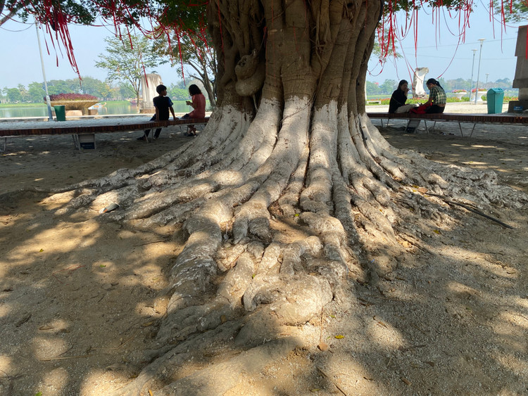 Cay sanh co thu the mam xoi tuyet dep o Hue khoac ao moi-Hinh-5