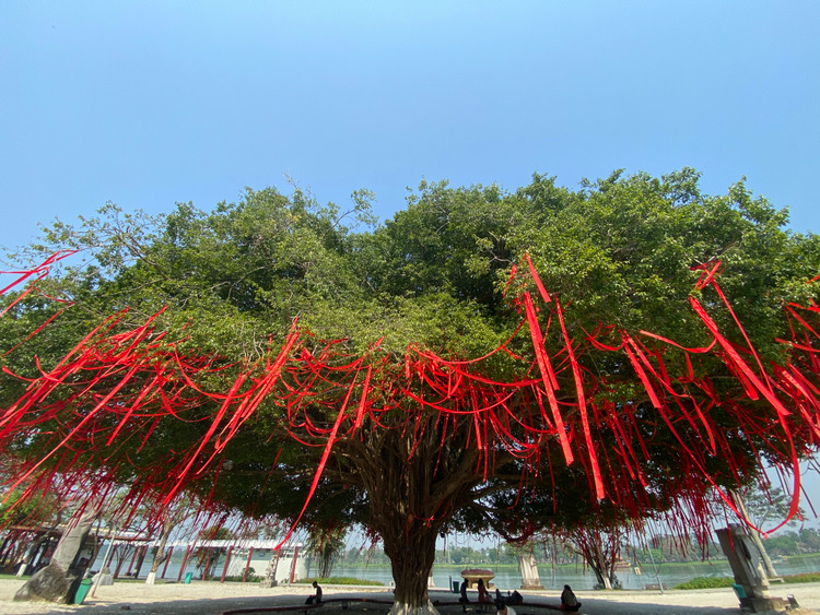 Cay sanh co thu the mam xoi tuyet dep o Hue khoac ao moi-Hinh-8