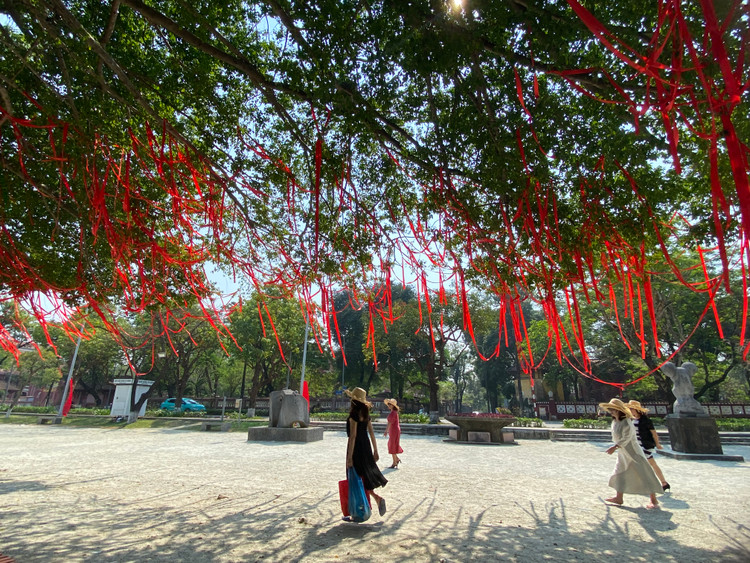 Cay sanh co thu the mam xoi tuyet dep o Hue khoac ao moi-Hinh-7