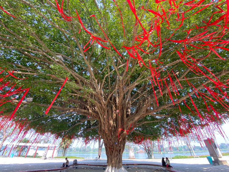 Cay sanh co thu the mam xoi tuyet dep o Hue khoac ao moi-Hinh-3