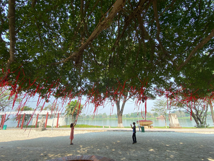 Cay sanh co thu the mam xoi tuyet dep o Hue khoac ao moi-Hinh-6