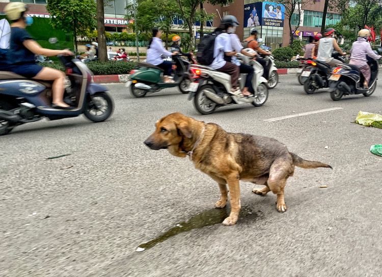 Be trai bi cho can thung bung: Nhan nhan cho tha rong khong ro mom-Hinh-6