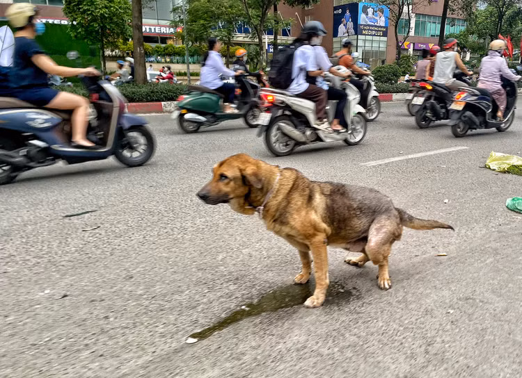 Be trai bi cho can thung bung: Nhan nhan cho tha rong khong ro mom-Hinh-6