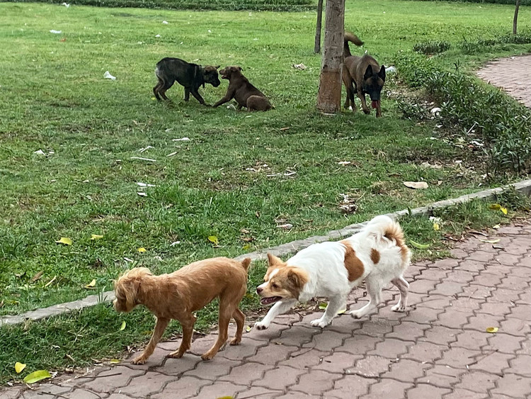 Be trai bi cho can thung bung: Nhan nhan cho tha rong khong ro mom-Hinh-4