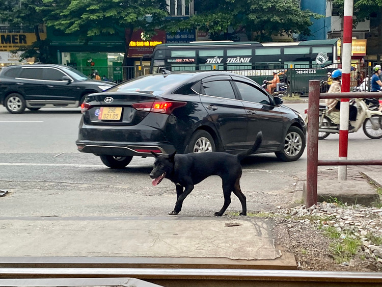 Be trai bi cho can thung bung: Nhan nhan cho tha rong khong ro mom-Hinh-7