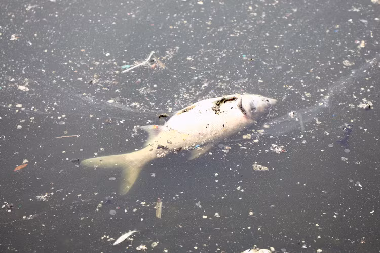 Ha Noi: Ca lai chet hang loat o ho Hoang Cau do soc nhiet-Hinh-2