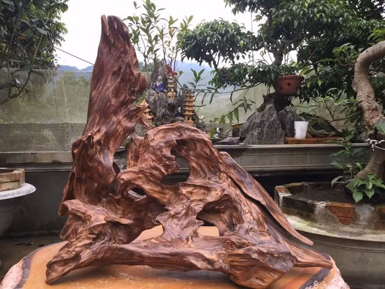 Top 10 loai go quy hiem nhat the gioi, Viet Nam cung gop mat-Hinh-7