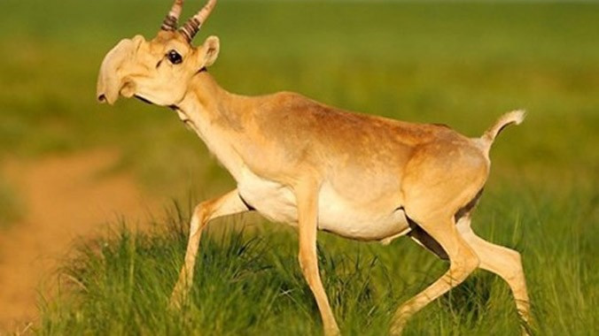 Top động vật có vú kỳ lạ nhất thế giới, giật mình số 3 Top dong vat co vu ky la nhat the gioi, giat minh so 3