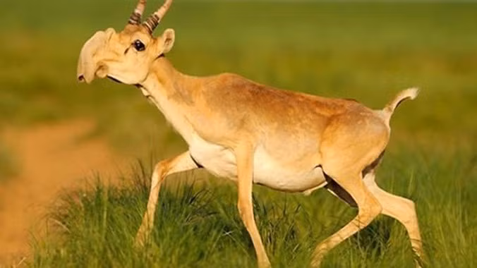 Top động vật có vú kỳ lạ nhất thế giới, giật mình số 3 Top dong vat co vu ky la nhat the gioi, giat minh so 3