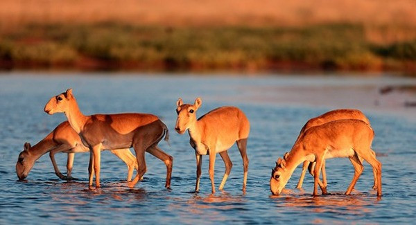 Top động vật có vú kỳ lạ nhất thế giới, giật mình số 3 - Hình 2 Top dong vat co vu ky la nhat the gioi, giat minh so 3-Hinh-2