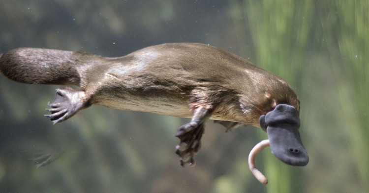 Top động vật có vú kỳ lạ nhất thế giới, giật mình số 3 - Hình 5 Top dong vat co vu ky la nhat the gioi, giat minh so 3-Hinh-5