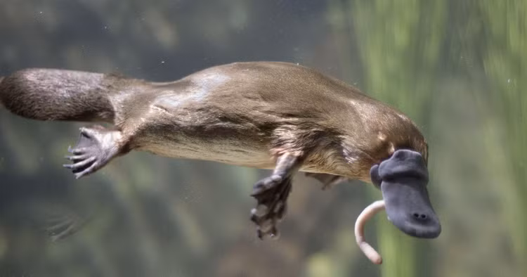 Top động vật có vú kỳ lạ nhất thế giới, giật mình số 3 - Hình 5 Top dong vat co vu ky la nhat the gioi, giat minh so 3-Hinh-5