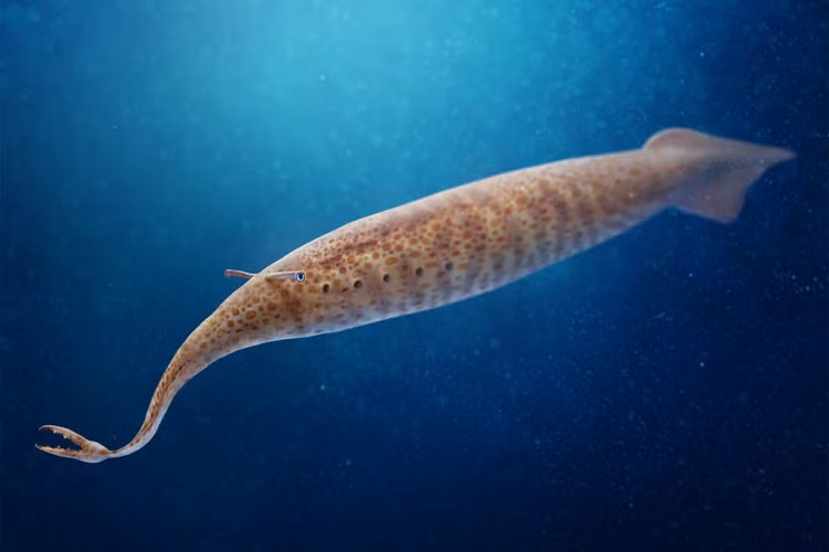 Hé lộ siêu quái vật là nỗi ám ảnh của đại dương thời cổ đại - Hình 8 He lo sieu quai vat la noi am anh cua dai duong thoi co dai-Hinh-8