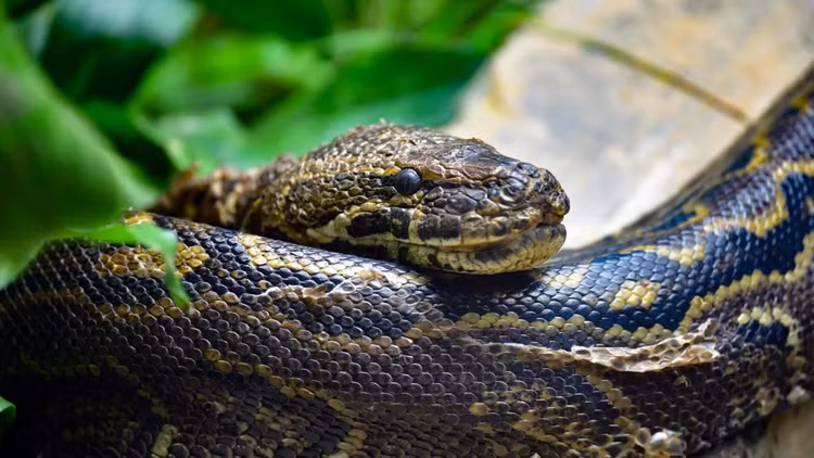 Top loai ran co kich thuoc “khung” nhat hanh tinh: Co loai nhu... khung long-Hinh-2