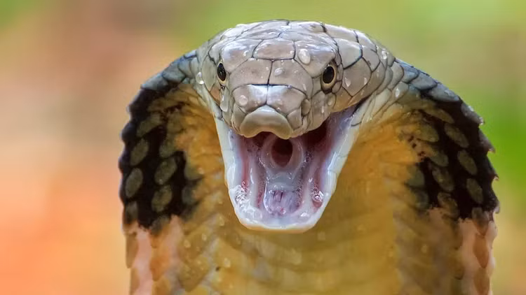 Top loai ran co kich thuoc “khung” nhat hanh tinh: Co loai nhu... khung long-Hinh-4