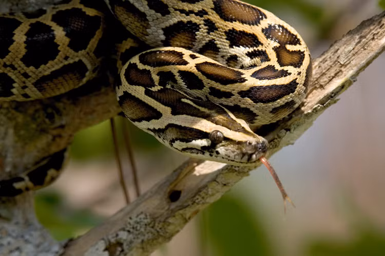 Top loai ran co kich thuoc “khung” nhat hanh tinh: Co loai nhu... khung long-Hinh-7