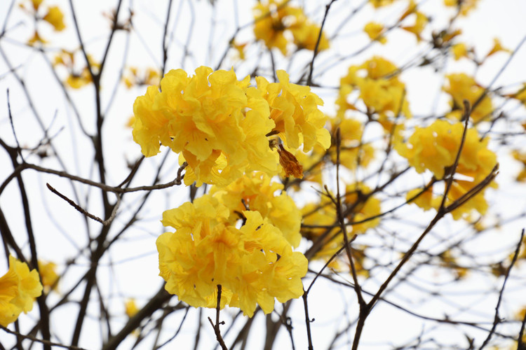 Duong hoa phong linh dep tua troi Au giua long Ha Noi-Hinh-6