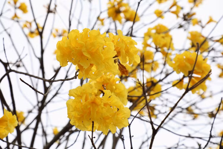 Duong hoa phong linh dep tua troi Au giua long Ha Noi-Hinh-6