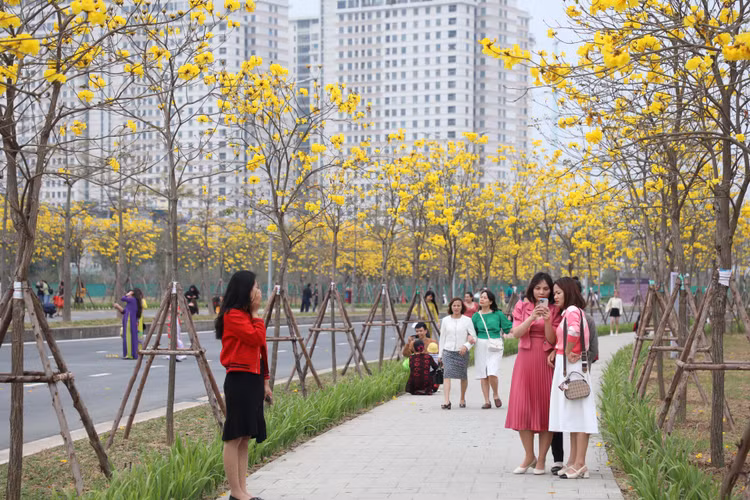 Duong hoa phong linh dep tua troi Au giua long Ha Noi-Hinh-9