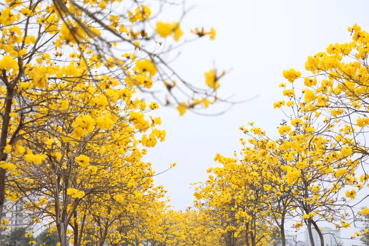 Duong hoa phong linh dep tua troi Au giua long Ha Noi-Hinh-3