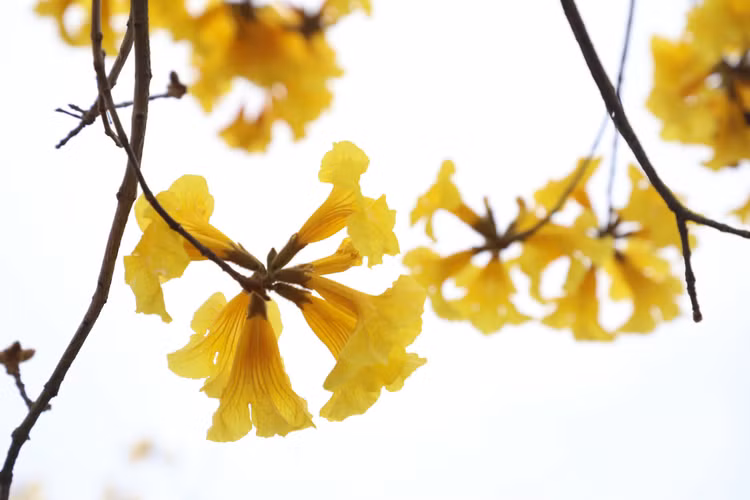 Duong hoa phong linh dep tua troi Au giua long Ha Noi-Hinh-5