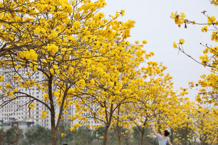 Duong hoa phong linh dep tua troi Au giua long Ha Noi-Hinh-4