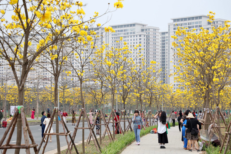 Duong hoa phong linh dep tua troi Au giua long Ha Noi