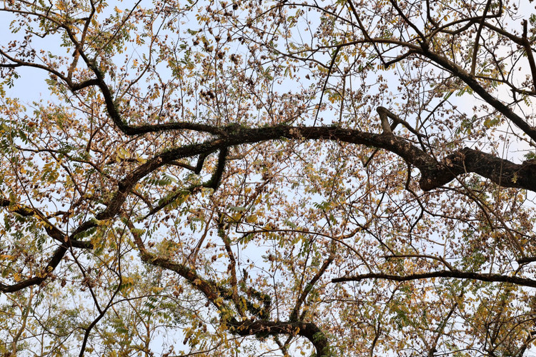 Ha Noi: Gioi tre do xo di chup anh mua cay thay la-Hinh-2