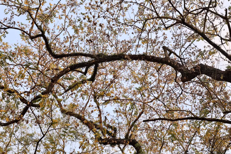 Ha Noi: Gioi tre do xo di chup anh mua cay thay la-Hinh-2