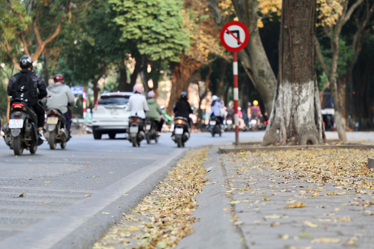 Ha Noi: Gioi tre do xo di chup anh mua cay thay la-Hinh-3