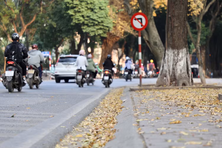 Ha Noi: Gioi tre do xo di chup anh mua cay thay la-Hinh-3