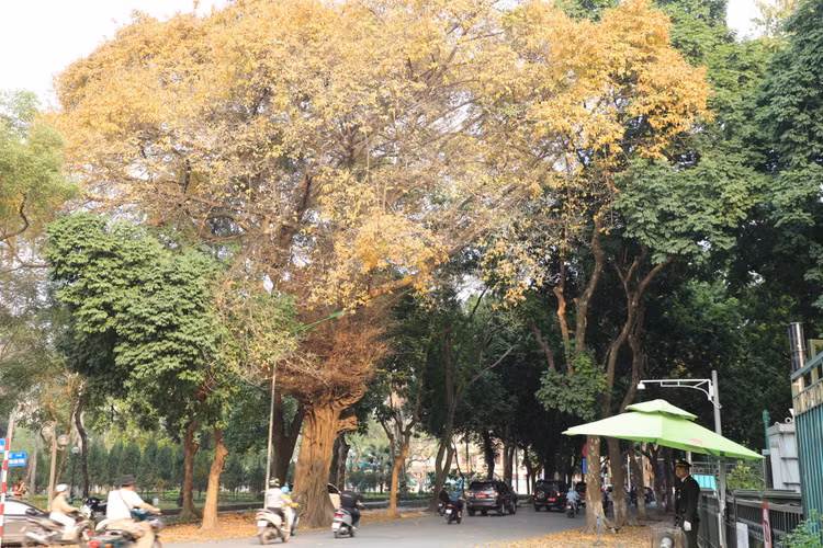 Ha Noi: Gioi tre do xo di chup anh mua cay thay la