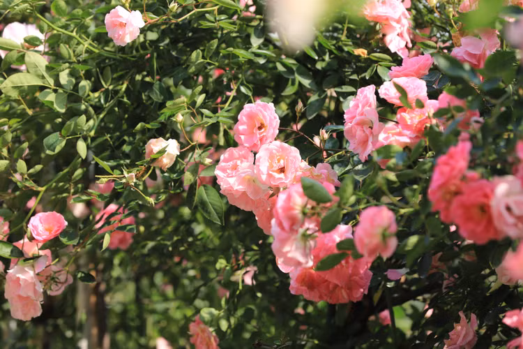 Choang ngop voi vuon hong “chau Au” rong 6.000 m2 o Ha Noi-Hinh-6